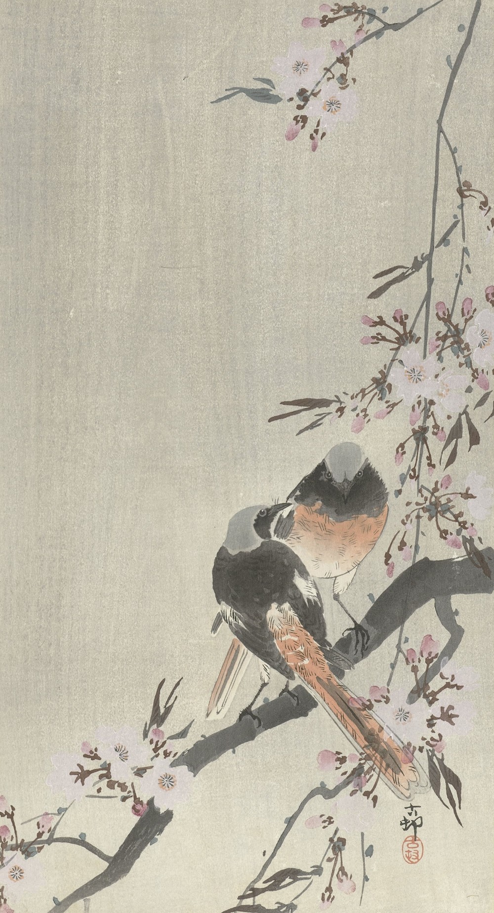Two siegeled redtails with cherry blossom