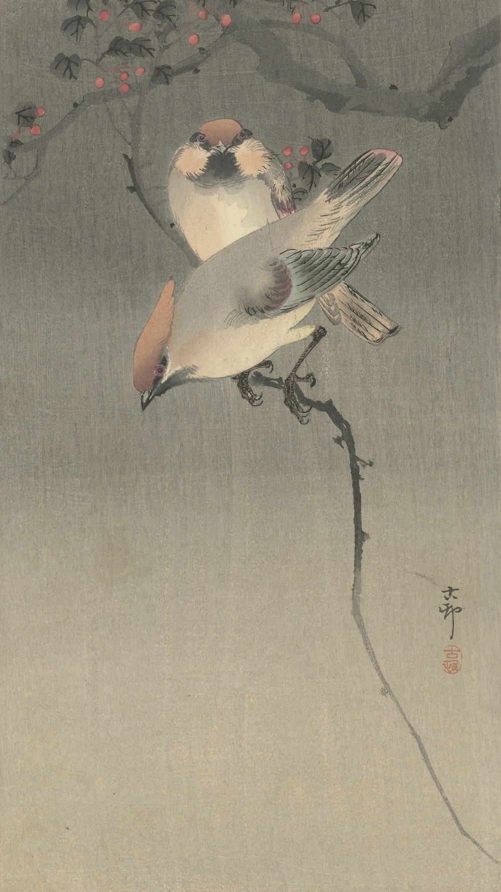 Waxwing birds