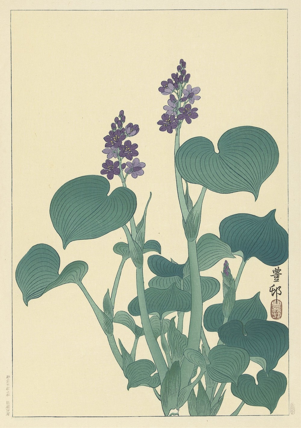Flowering hosta