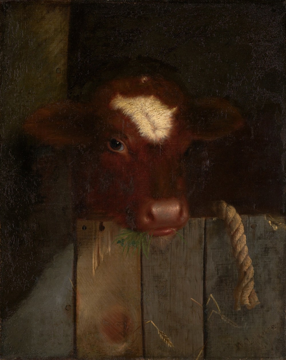 The Family Cow (Calf’s Head)