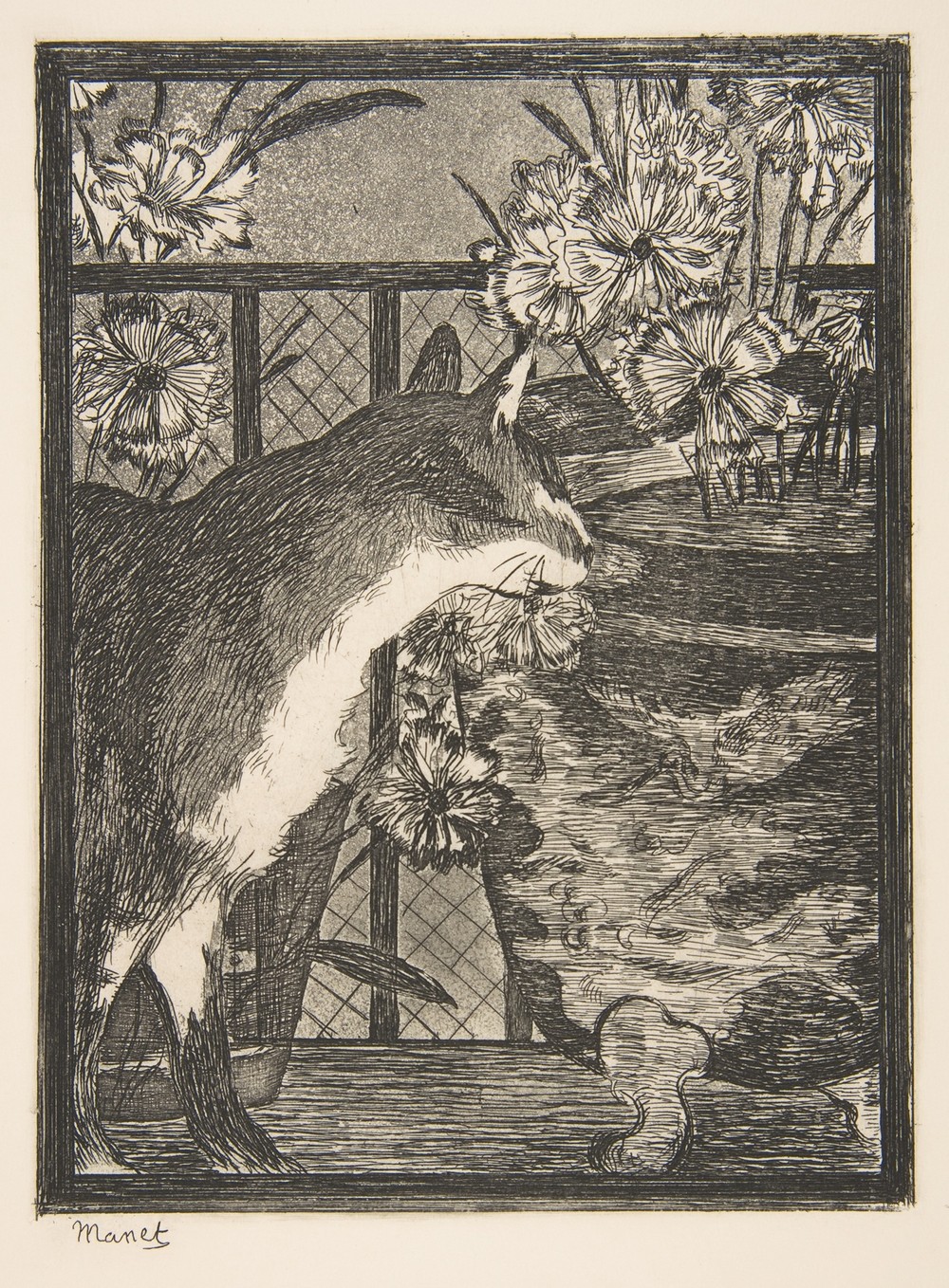 Cat and Flowers
