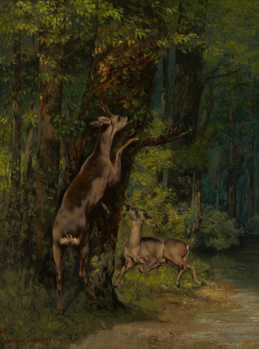 Deer in the Forest