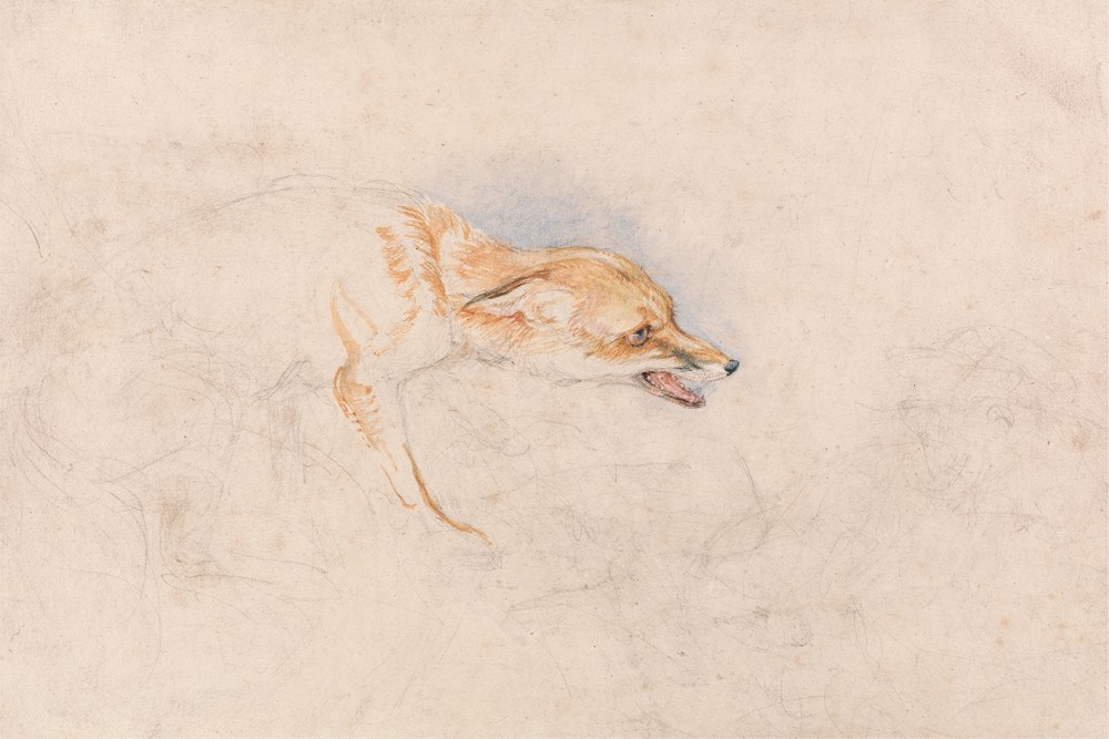 Study of a Crouching Fox, Facing Right
