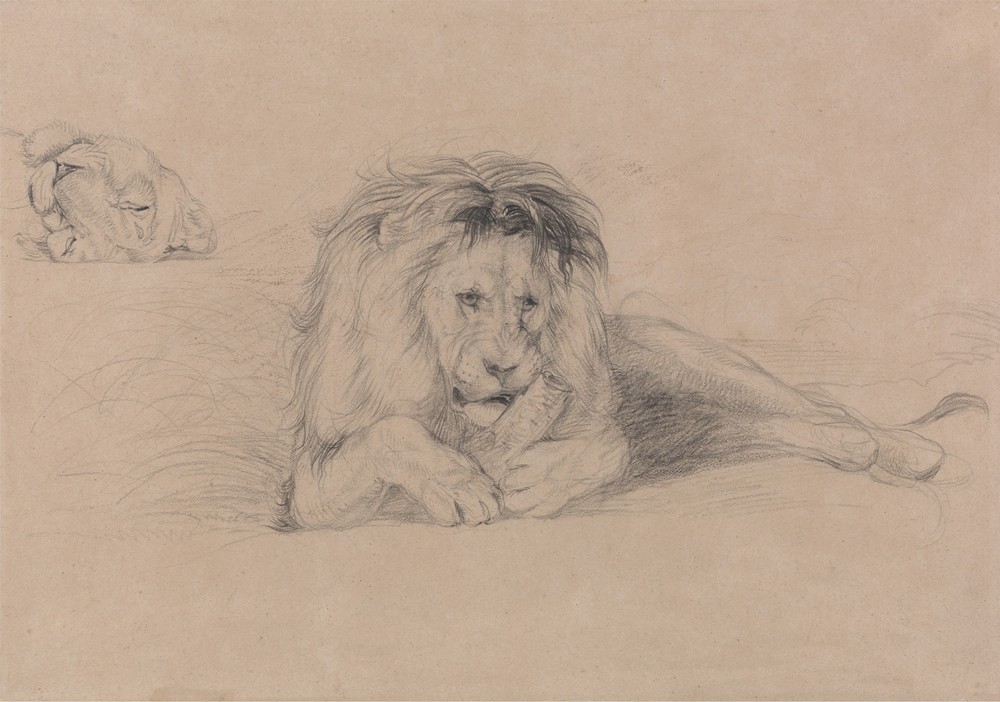 Study of a Lion and Study of a Lioness’ Head