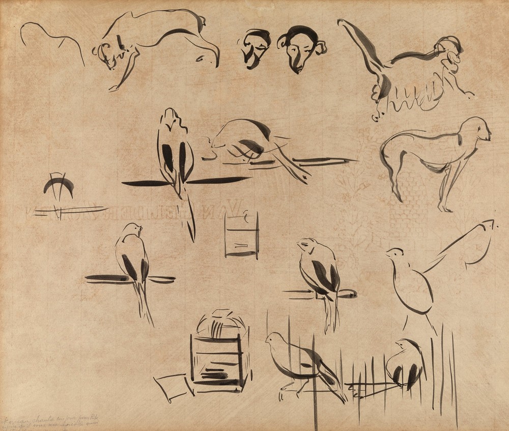 Study of Birds