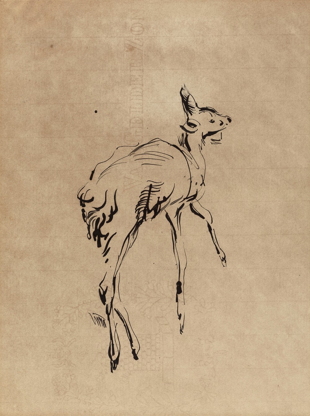 Young Deer