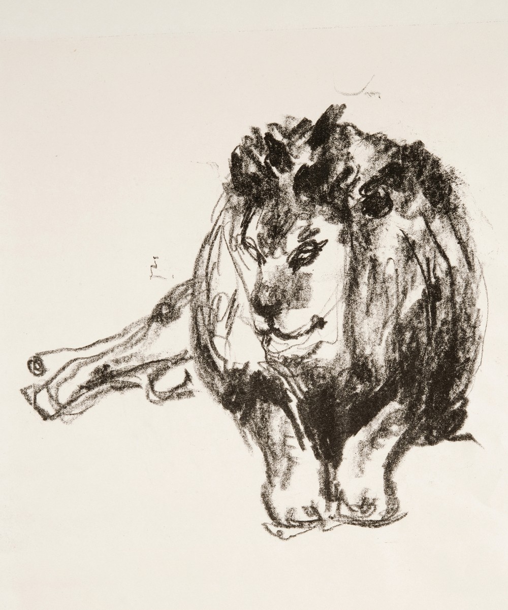 Lion Lying Down