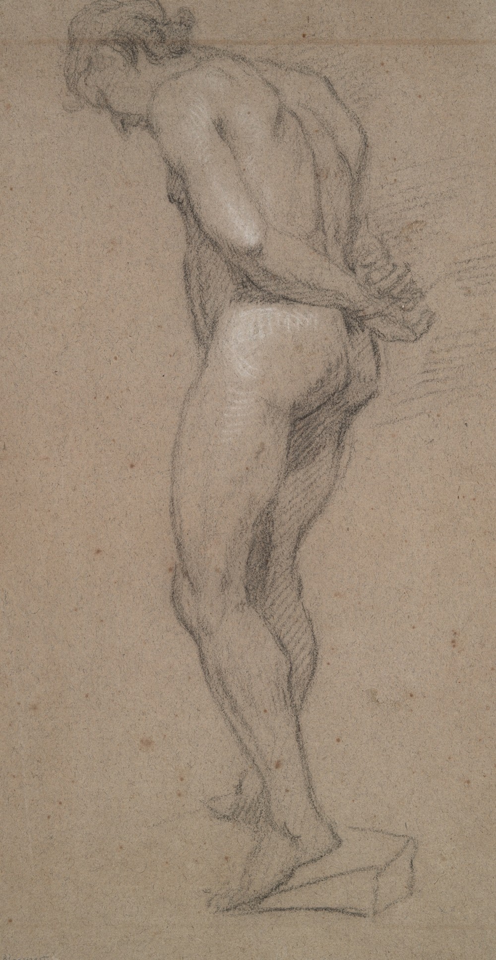 Standing Male Nude