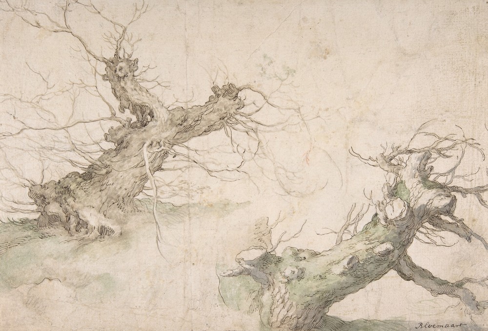Studies of Two Pollard Willows (16th century)