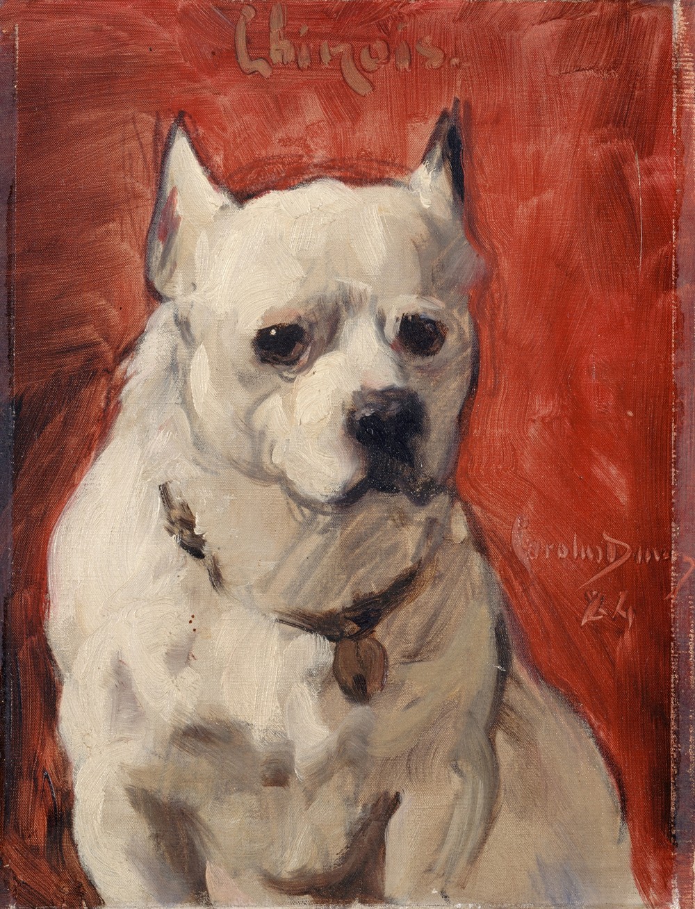 Le chien ‘chinois’