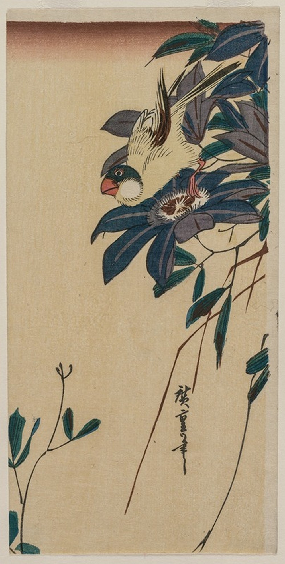 Grosbeak and Clematis (mid-1830s)