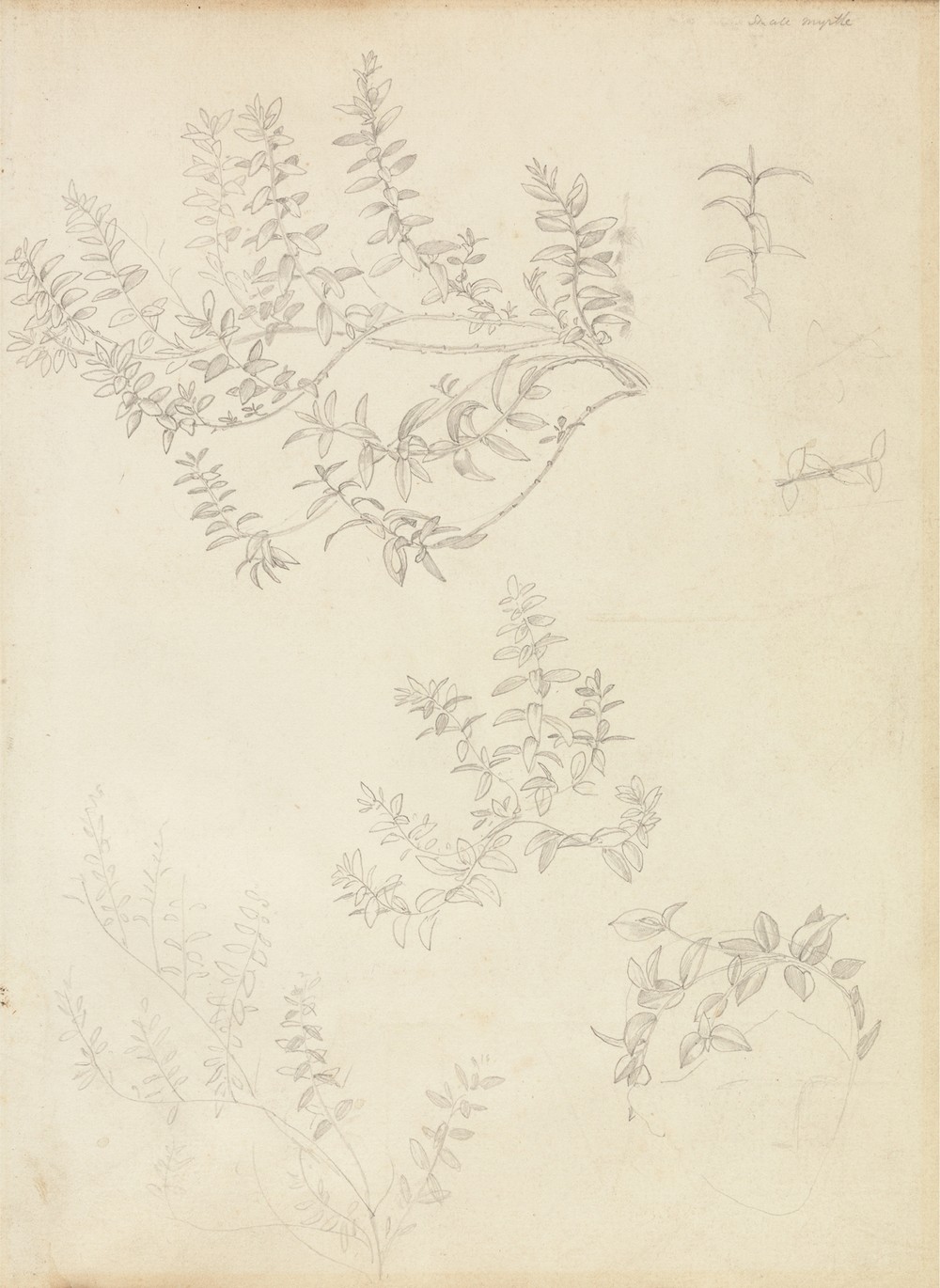 Sketches of Myrtle and a Head Crowned with Myrtle