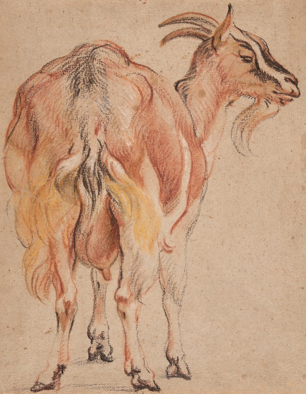 Goat (ca. 1657)