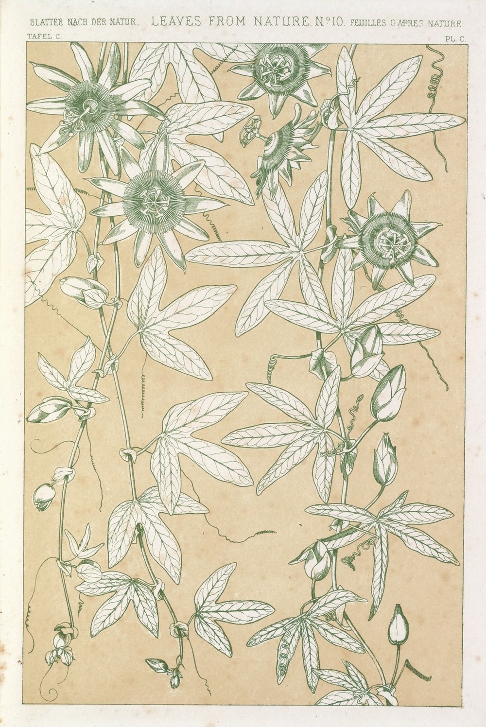 Leaves from Nature No.10