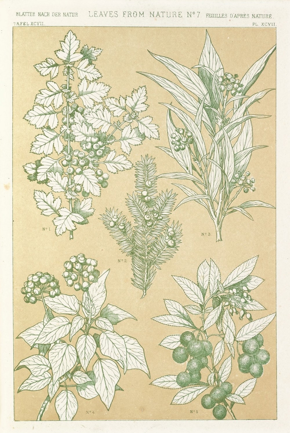 Leaves from Nature No.7