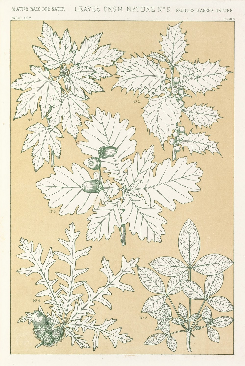 Leaves from Nature No.5