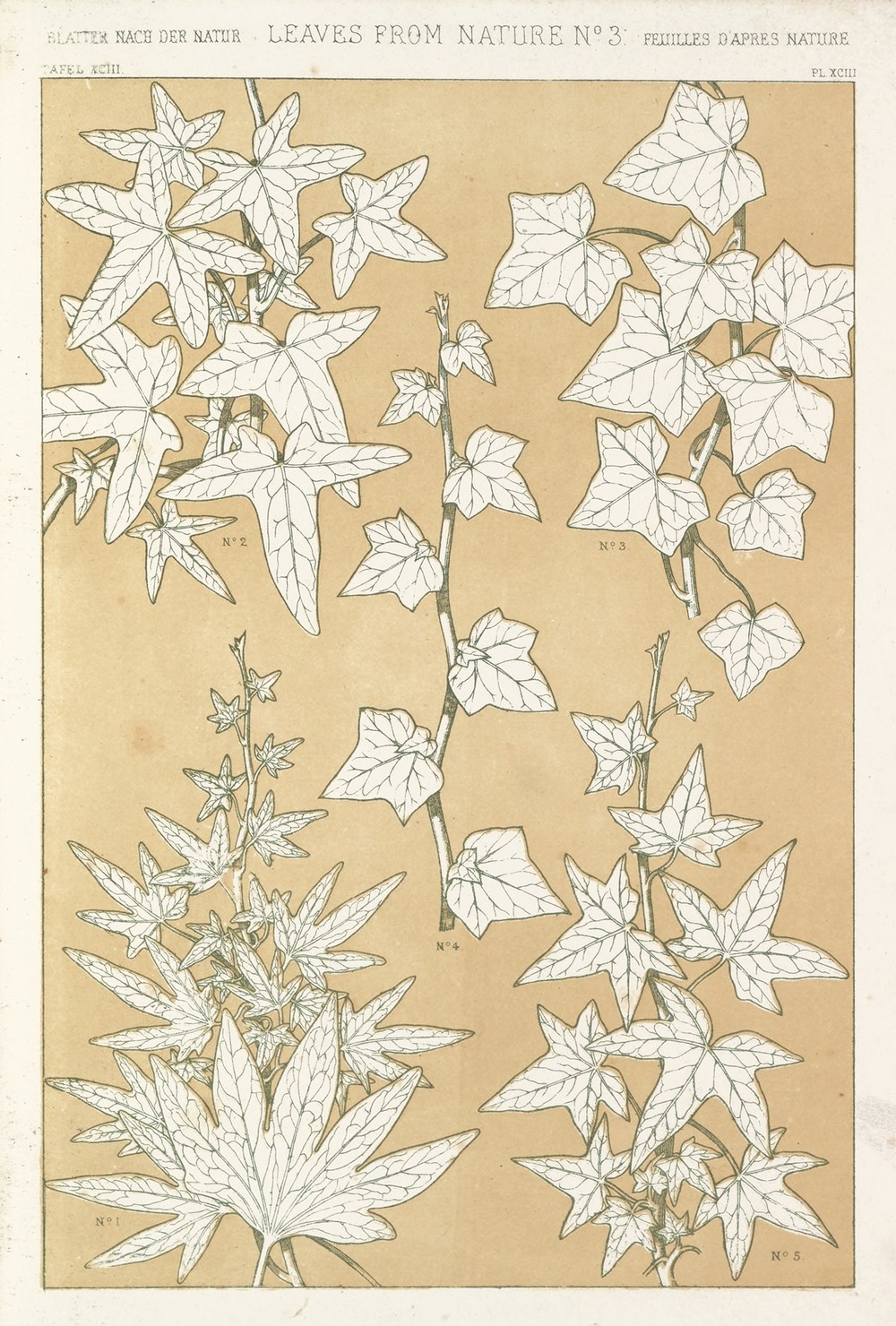 Leaves from Nature No.3