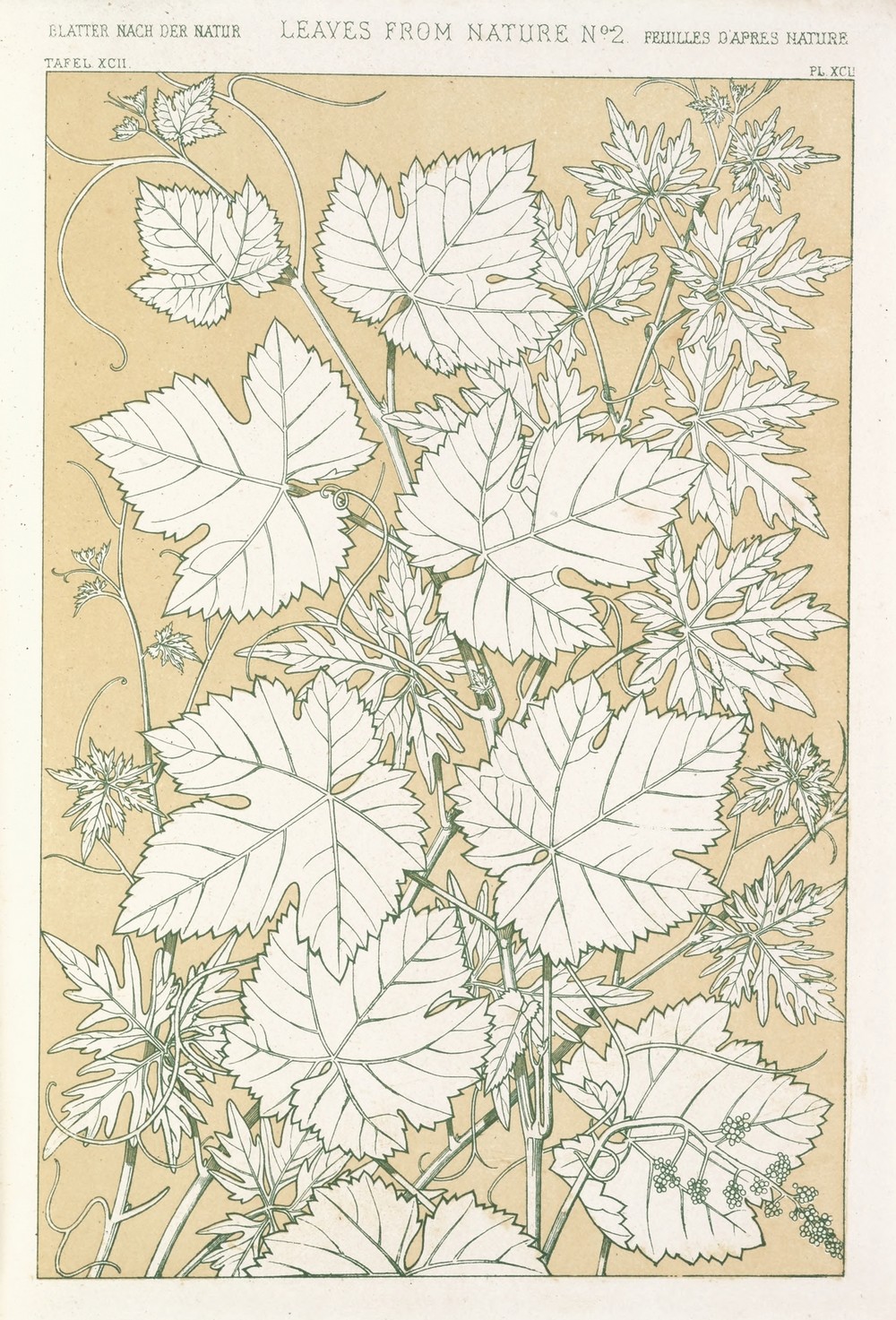 Leaves from Nature No.2