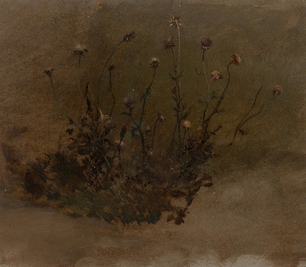 Wild Flowers (Thistles)