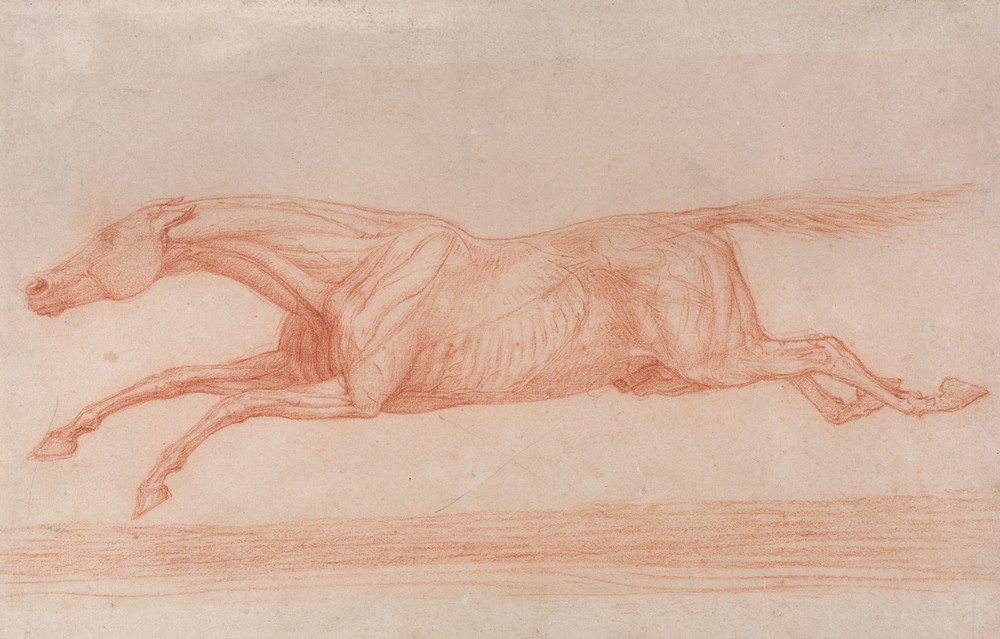 Study of a Racehorse in Action; Galloping to Left, a Semi-Anatomical Study, with Skin Flayed to Show Action of Muscles