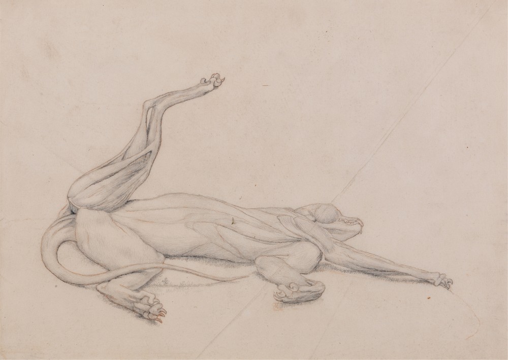 Tiger, Recumbent, Viewed Ventrally (1795 to 1806)