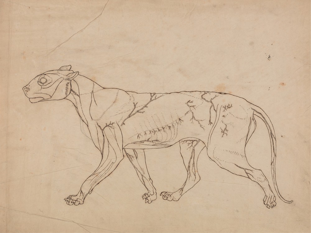 Tiger Body, Lateral View (1795 to 1806)