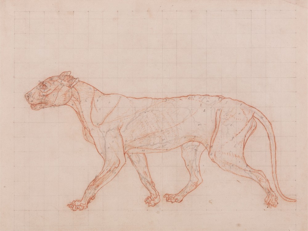 Tiger Body, Lateral View (1795 to 1806)