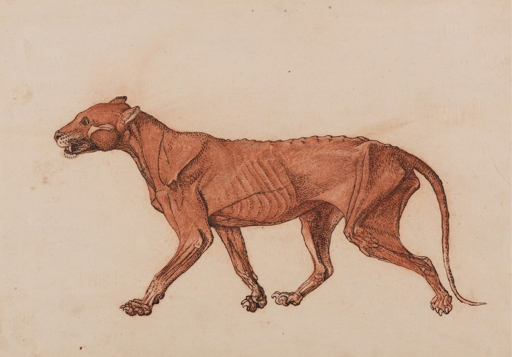 Tiger Body, Lateral View (1795 to 1806)