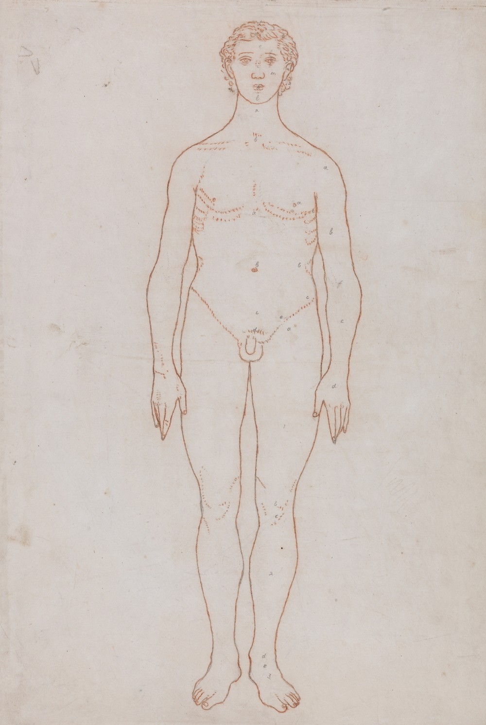 Study of the Human Figure, Anterior View (1795 to 1806)