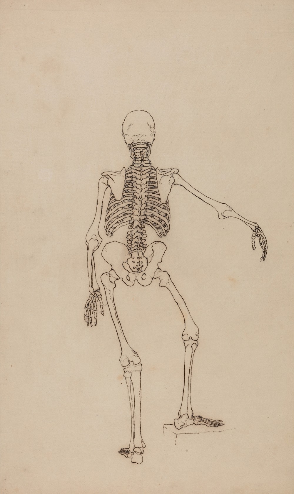 Human Skeleton, Posterior View (1795 to 1806)