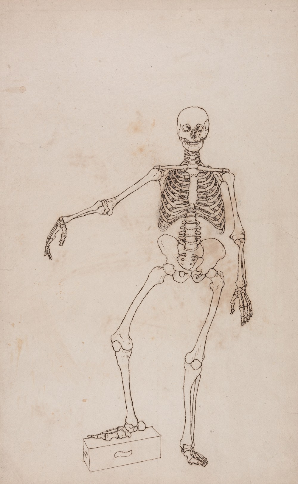 Human Skeleton, Anterior View (1795 to 1806)