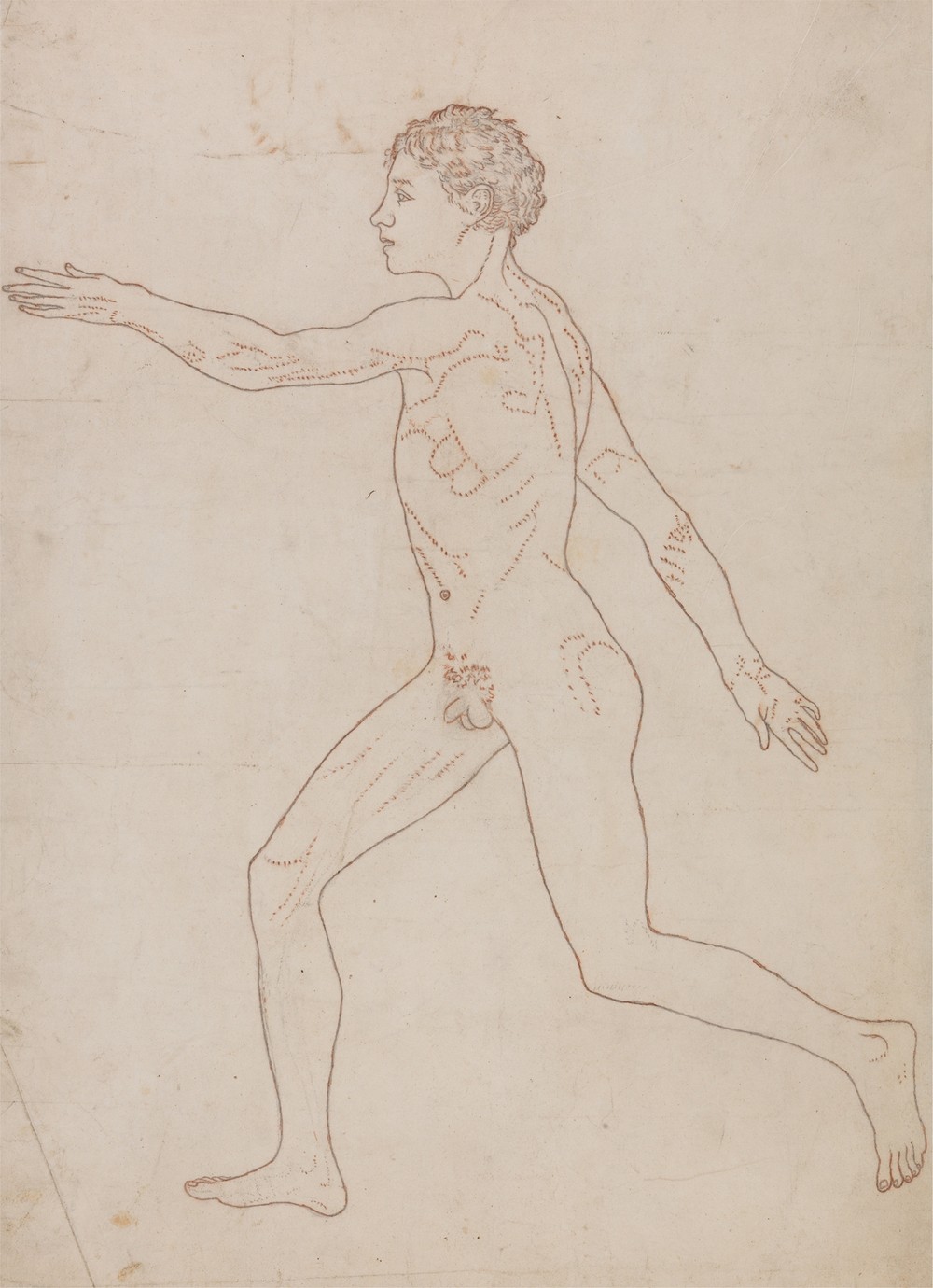 Human Figure, Lateral View (1795 to 1806)