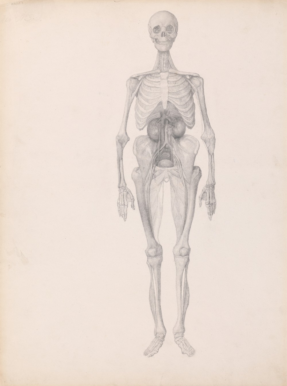 Human Figure, Anterior View (1795 to 1806)