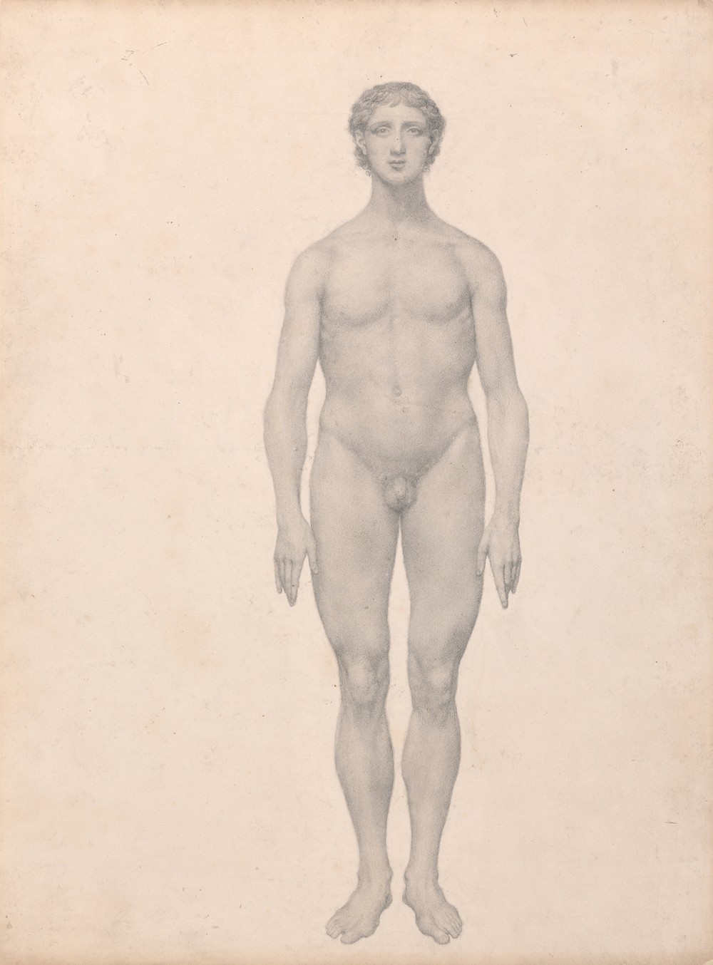 Human Figure, Anterior View, Undissected (1795 to 1806)