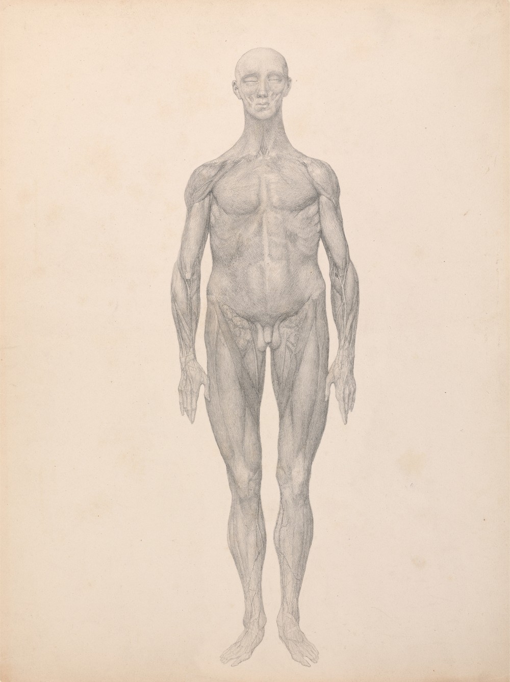 Human Figure, Anterior View, Skin and Underlying Fascial Layers Removed (1795 to 1806)