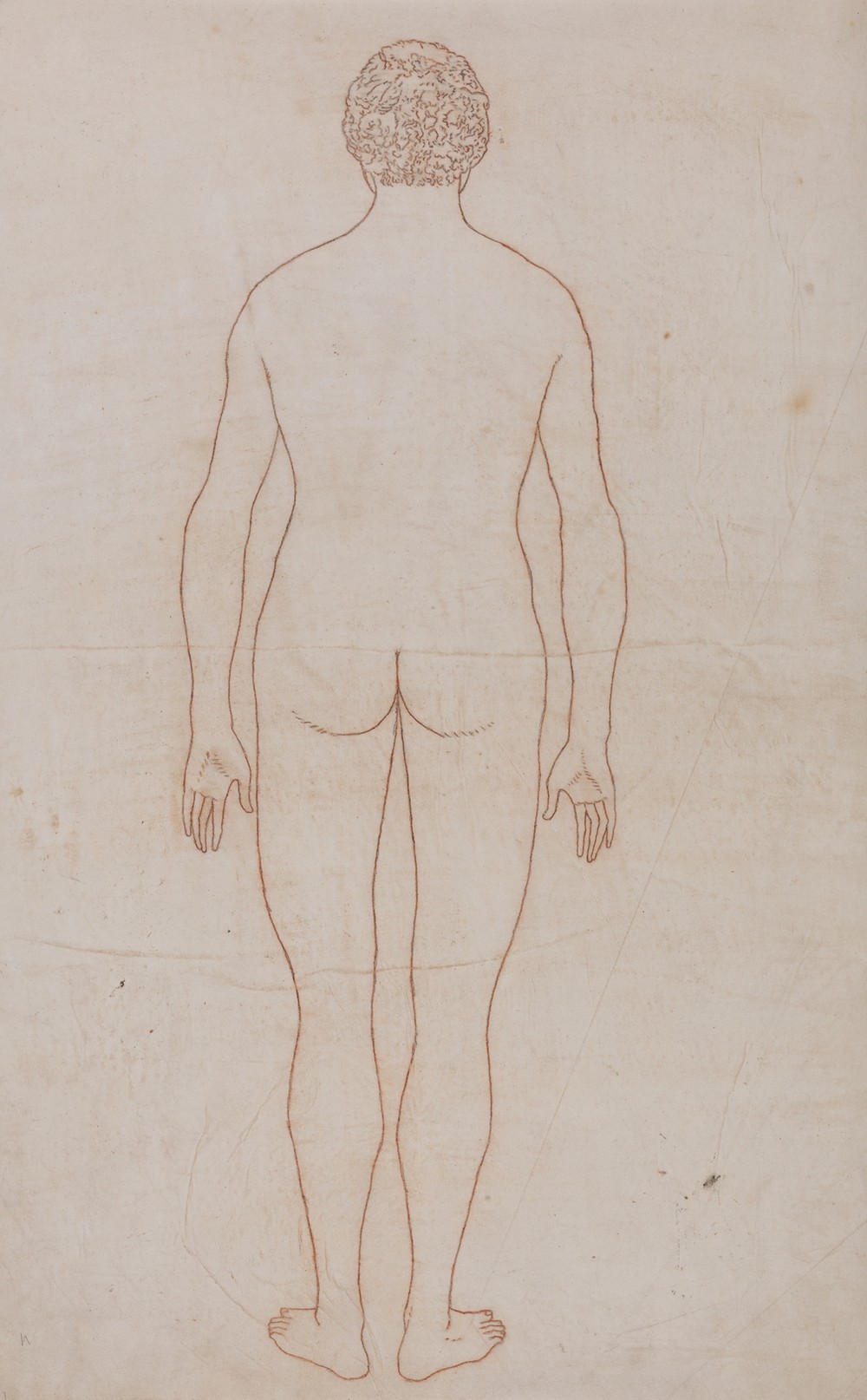 Human Body, Posterior View (1795 to 1806)