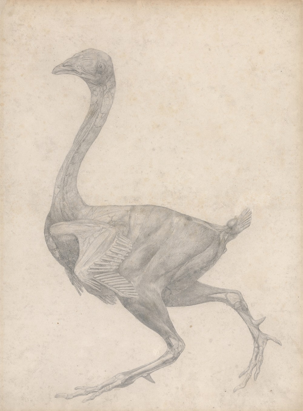 Fowl, Lateral View, with Skin and Underlying Fascial Layers Removed (1795 to 1806)
