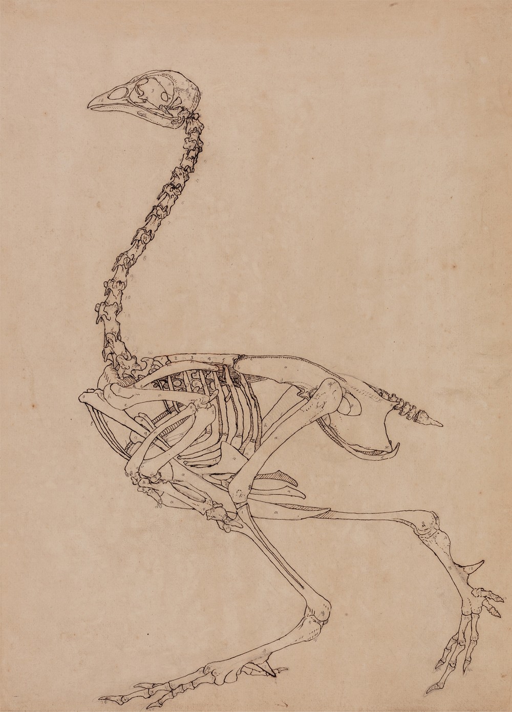 Fowl Skeleton, Lateral View (1795 to 1806)
