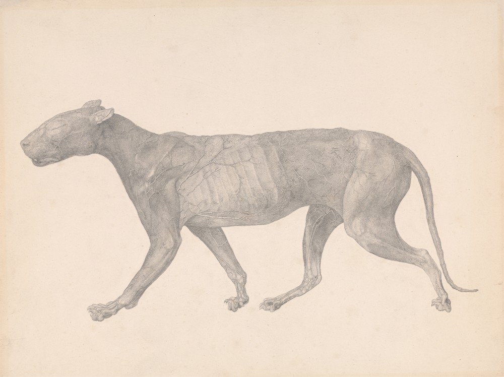 Tiger, Lateral View, with Skin and Tissue Removed (between 1795 and 1806)