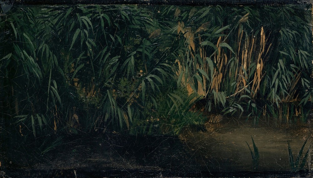 Reed