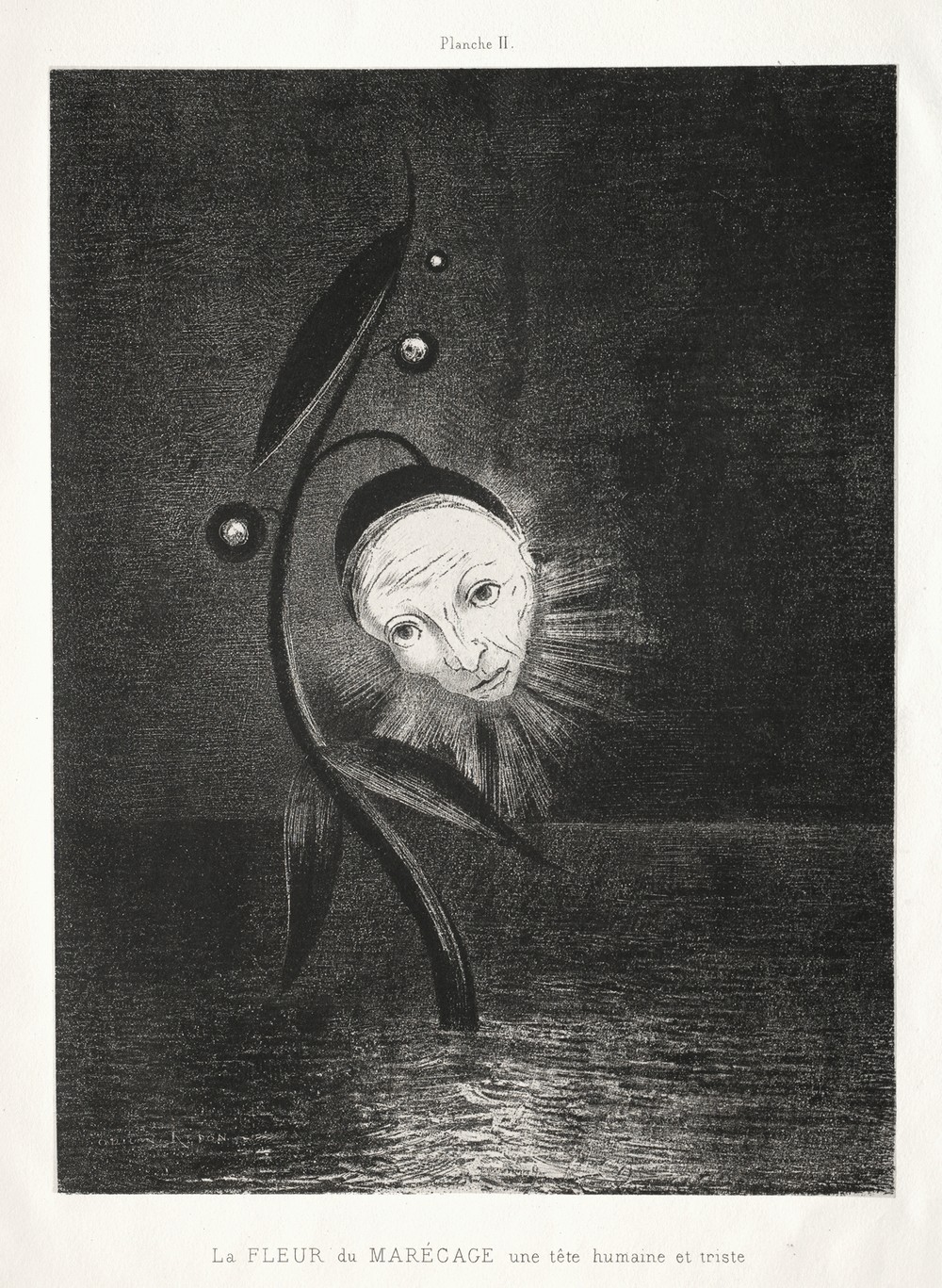 The Marsh Flower, a Sad Human Head