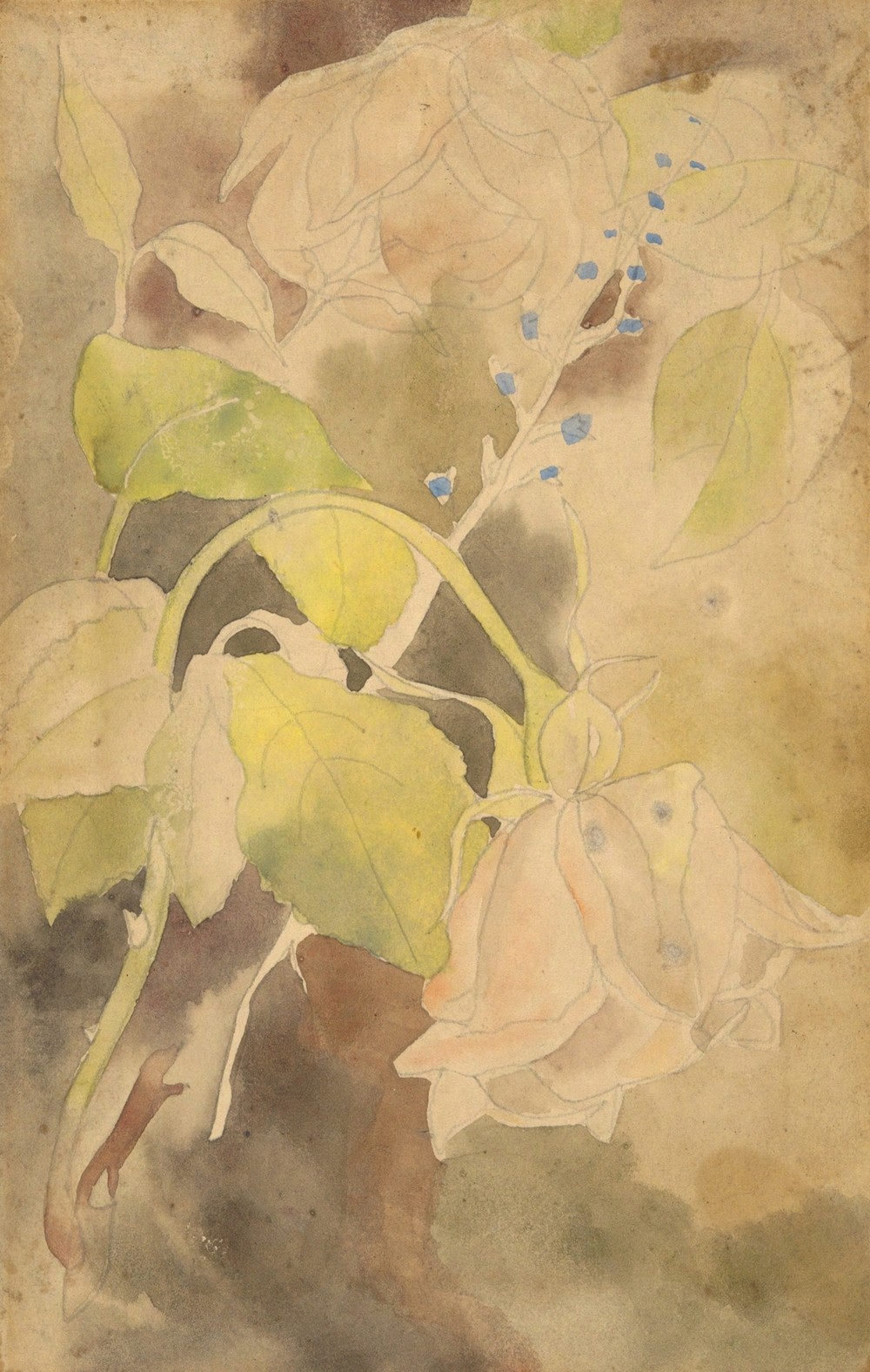 Peachy Rose (ca. 1915)