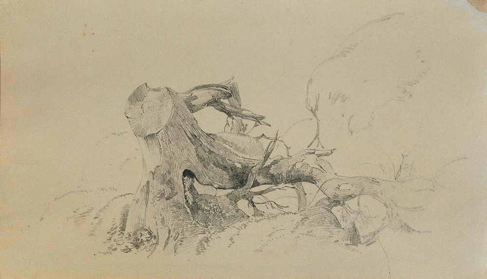 Wurzelwerk, umgestürzter Baum