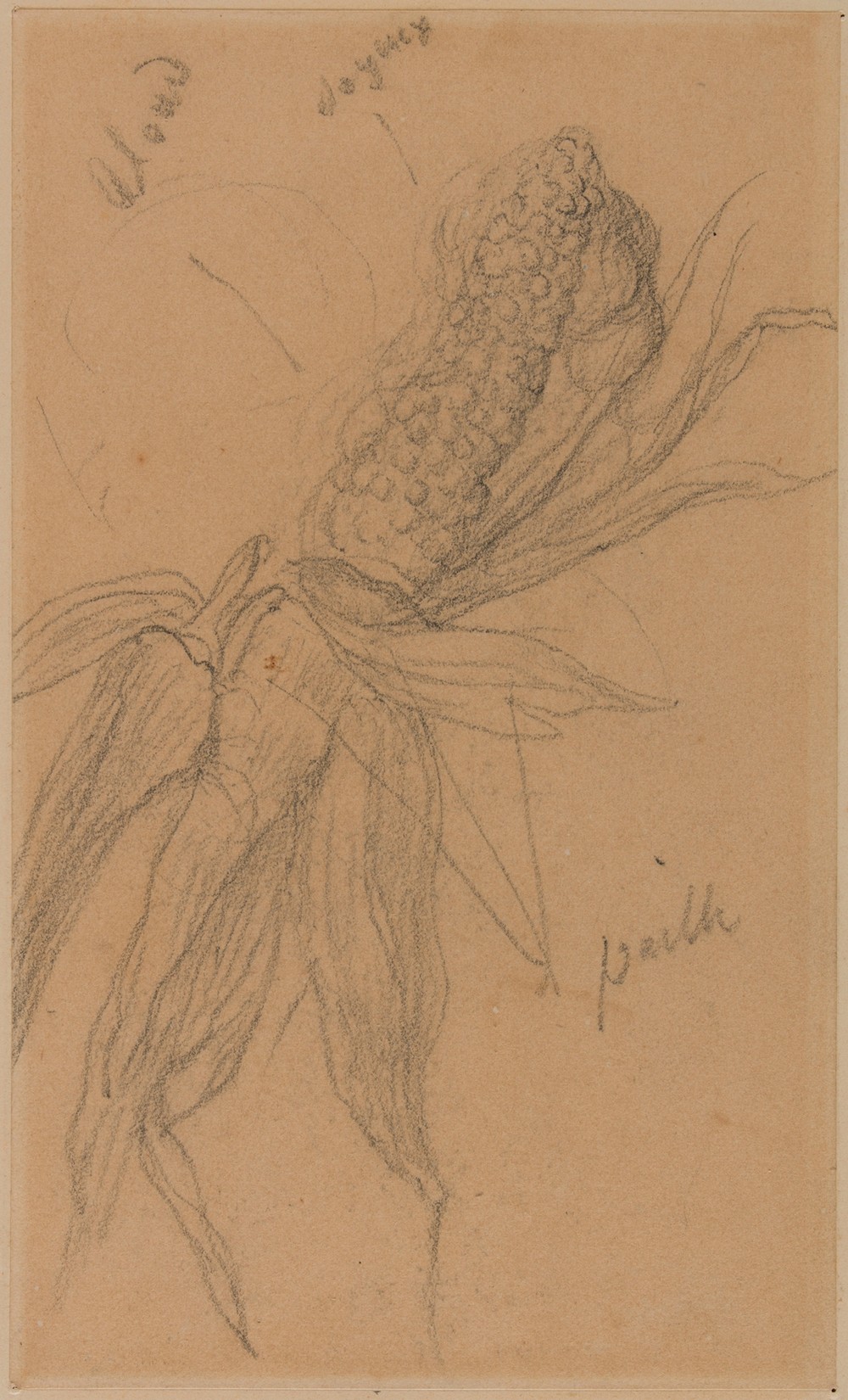 Epi de maïs