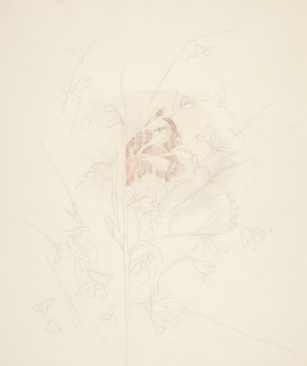 Flower (ca. 1926–28)