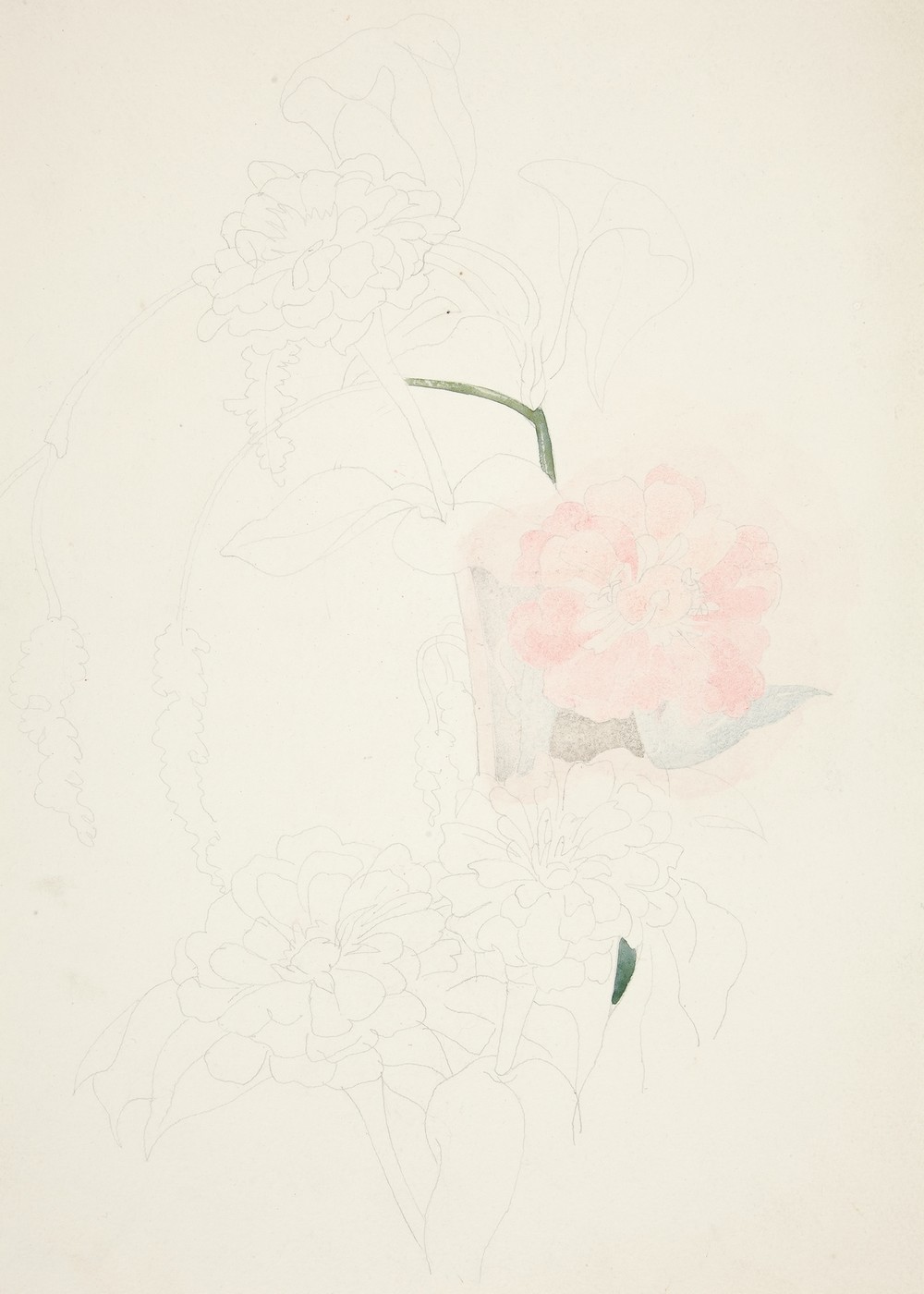 Zinnias (ca. 1926)