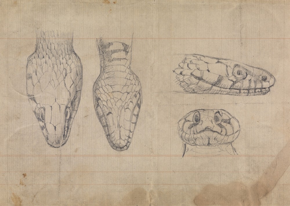 Study of the Head of a Snake
