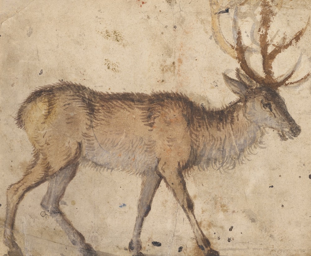 Study of a Stag (about 1520–1530)