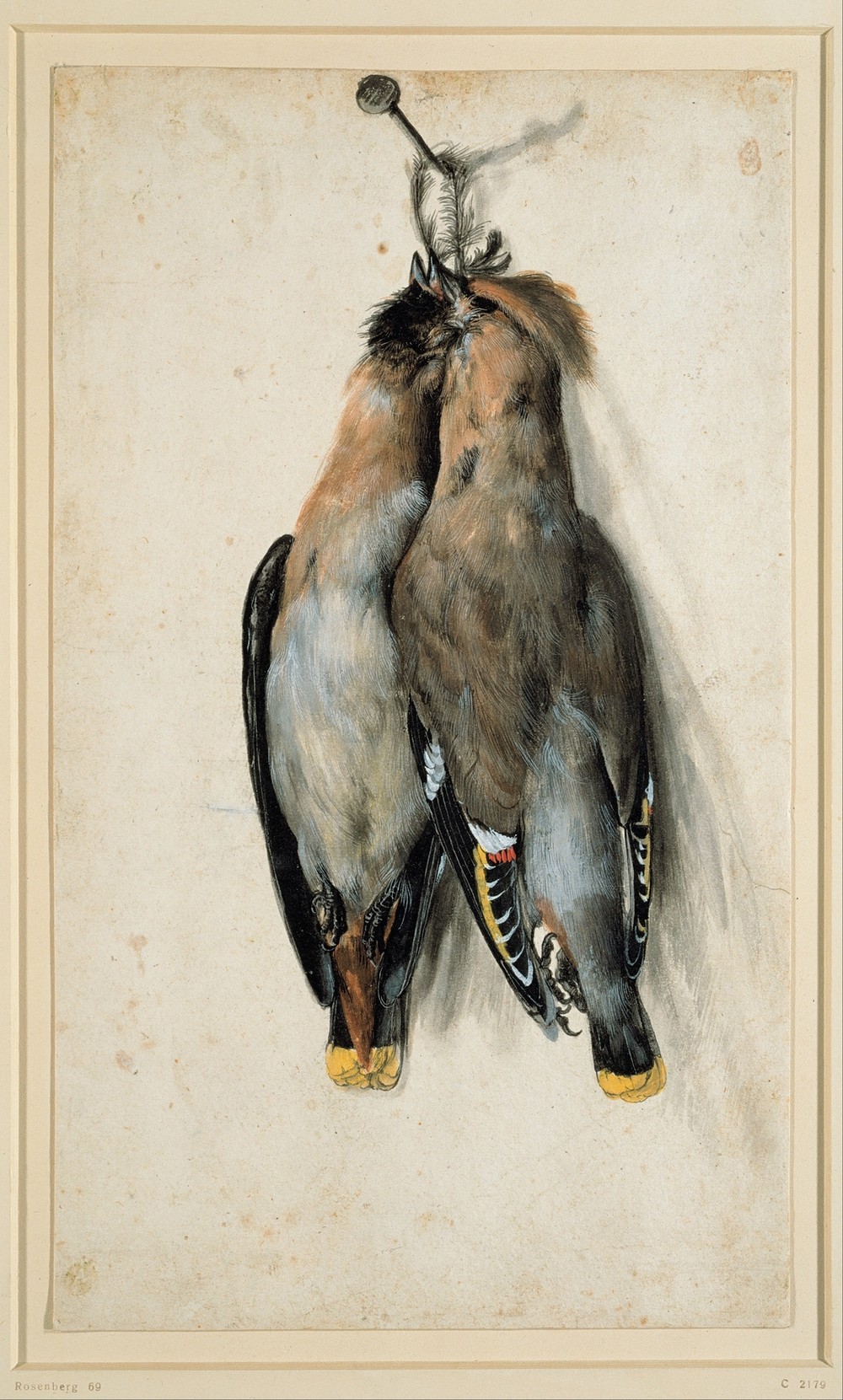 Two Dead Bohemian Waxwings (circa 1530)
