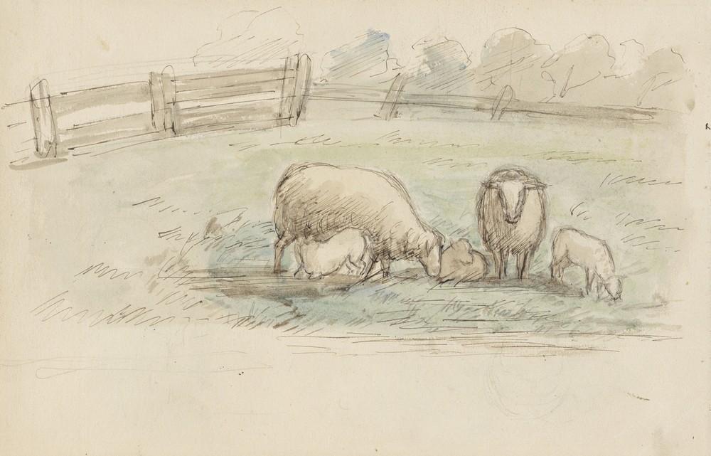 Schapen in een weide